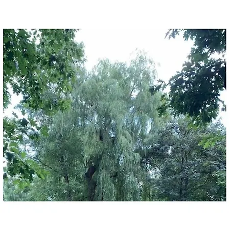 Amazing Near The * 함부렌