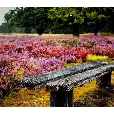 Amazing Near The 함부렌
